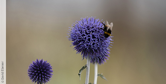 Eine Wildbiene auf sitzt auf einer lila Blume im Hintergrund sind Gärten des Botanischen Gartens zu erkennen